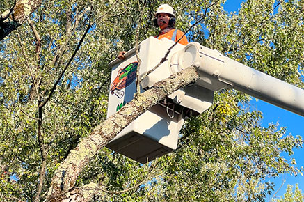 Expert Tree Care and Maintenance Services New Jersey
