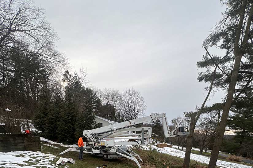 How Much to Cut Down a Tree in NJ