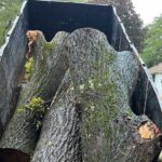 How Much to Cut Down a Tree in NJ