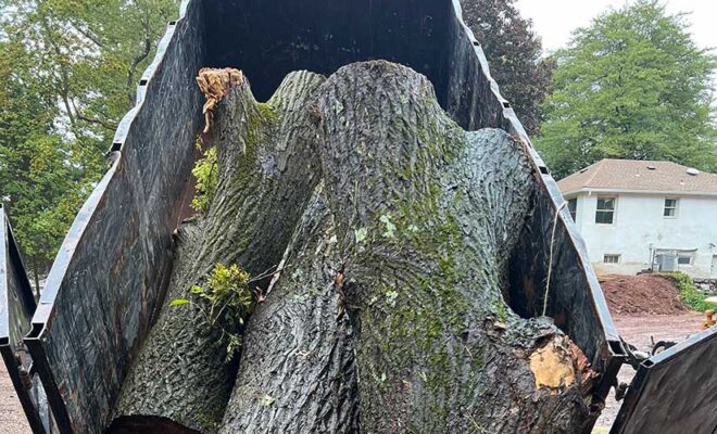 How Much to Cut Down a Tree in NJ