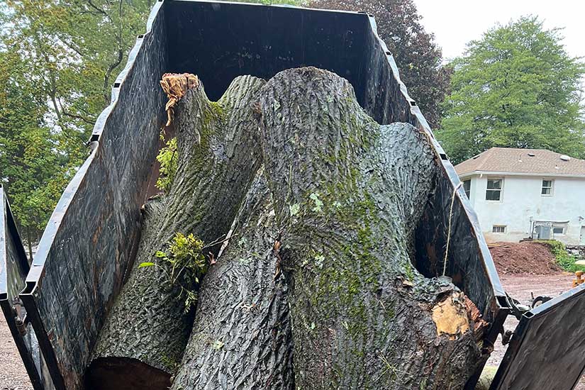 How Much to Cut Down a Tree in NJ