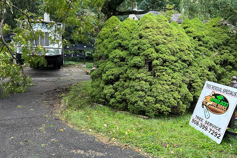 How Much to Cut Down a Tree in NJ