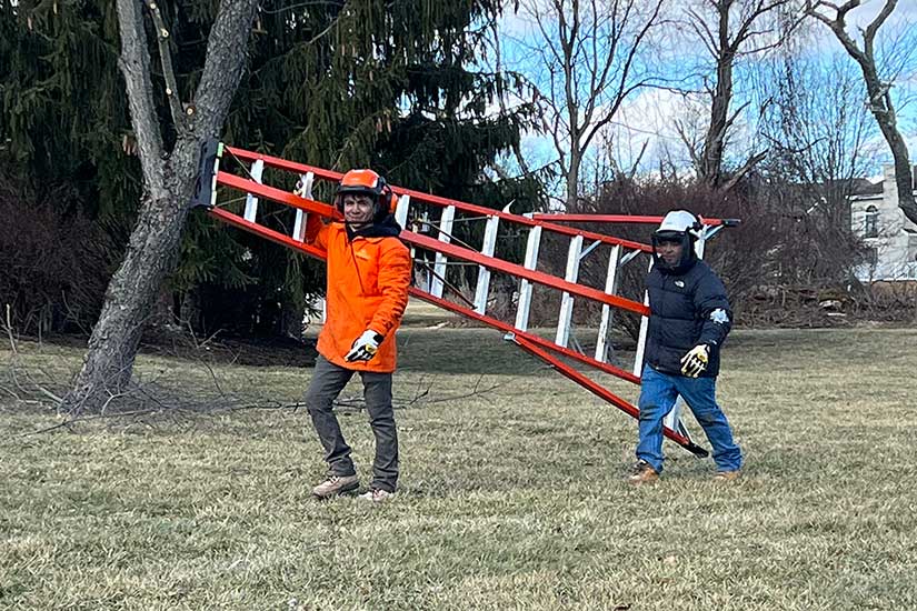 Tree Root Pruning New Jersey