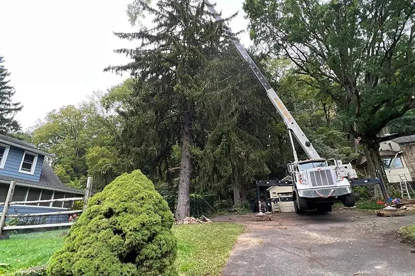 Tree service Far Hills