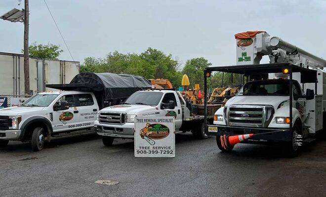 Tree Removal Service Morristown
