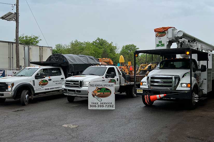 Tree Removal Service Morristown
