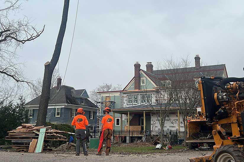 Tree Removal Service Morristown