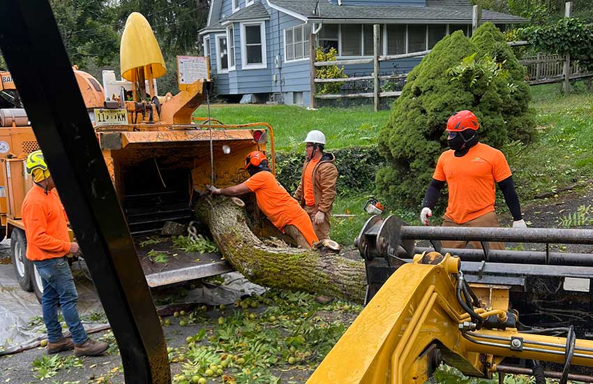 Emergency Tree Removal Service Clinton