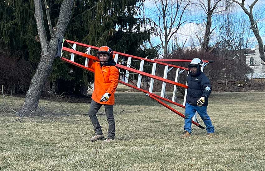 Emergency Tree Removal Service Clinton