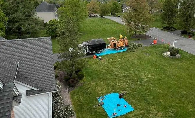 How Much Does Tree Service Cost