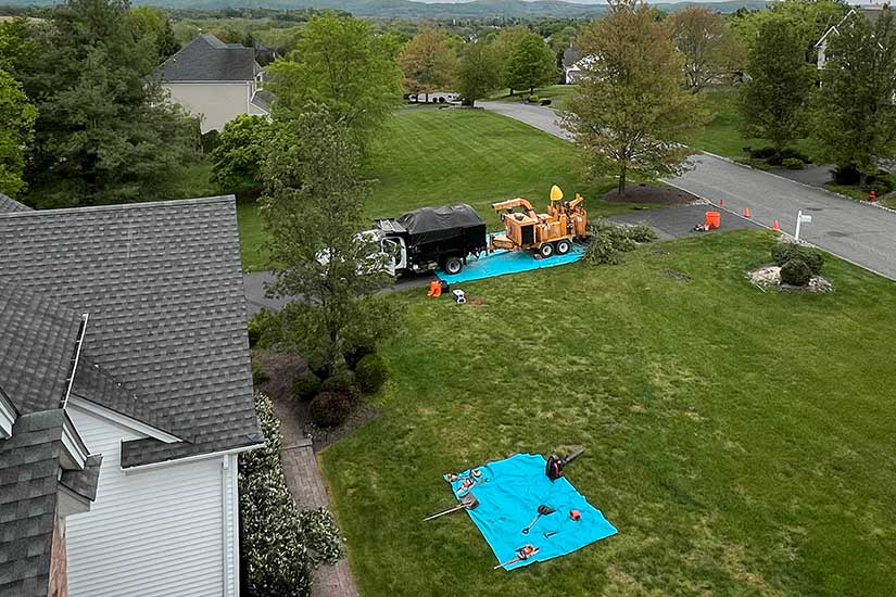 How Much Does Tree Service Cost