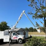 tree trimming and removal services nj