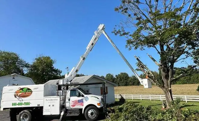 tree trimming and removal services nj