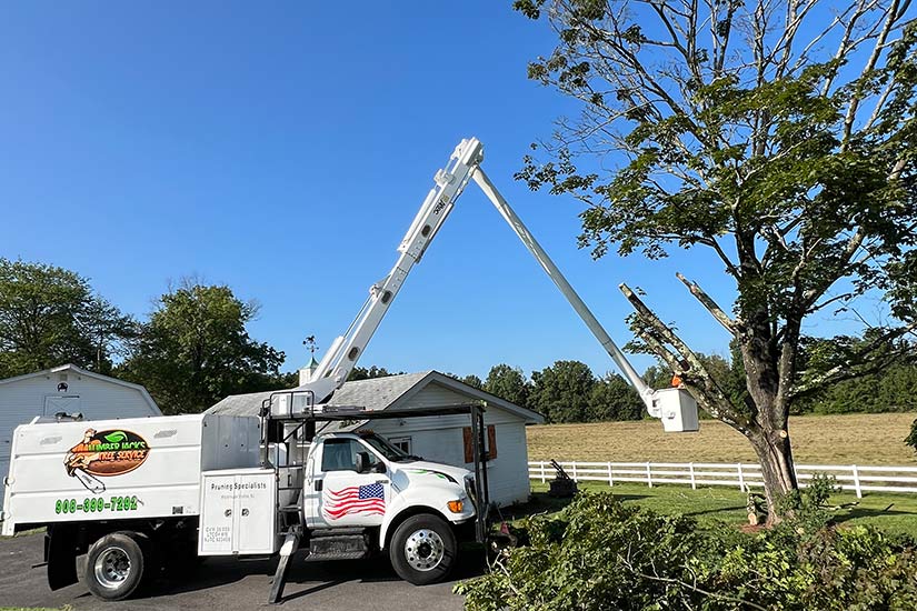 tree trimming and removal services nj