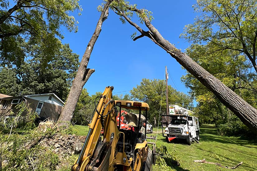 tree trimming and removal services nj
