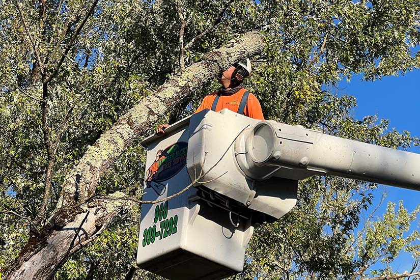 Emergency Tree Service Whitehouse Station