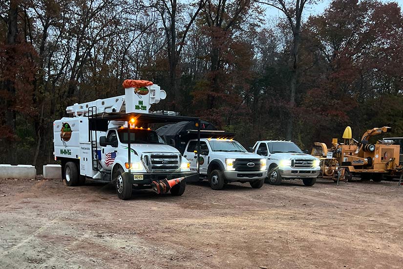 Free Tree Removal Estimates in NJ