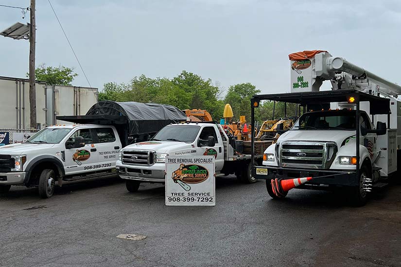 Free Tree Removal Estimates in NJ