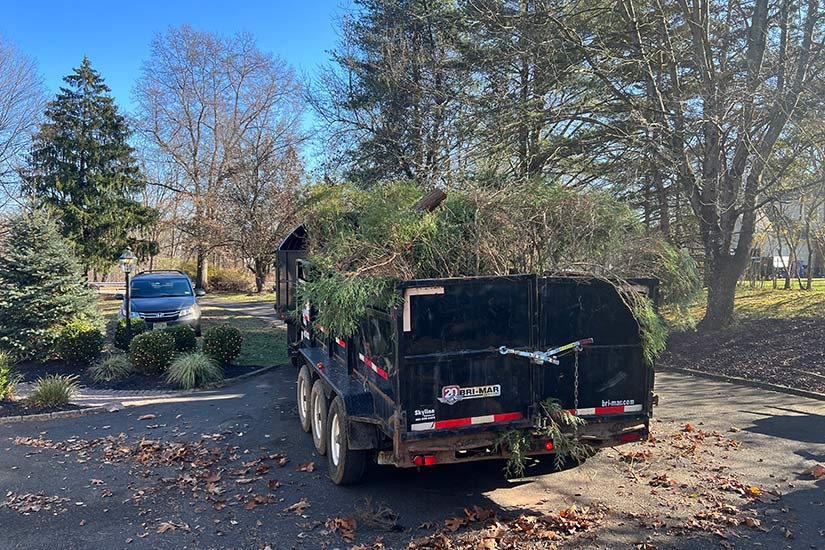 Hazardous Tree Removal New Jersey