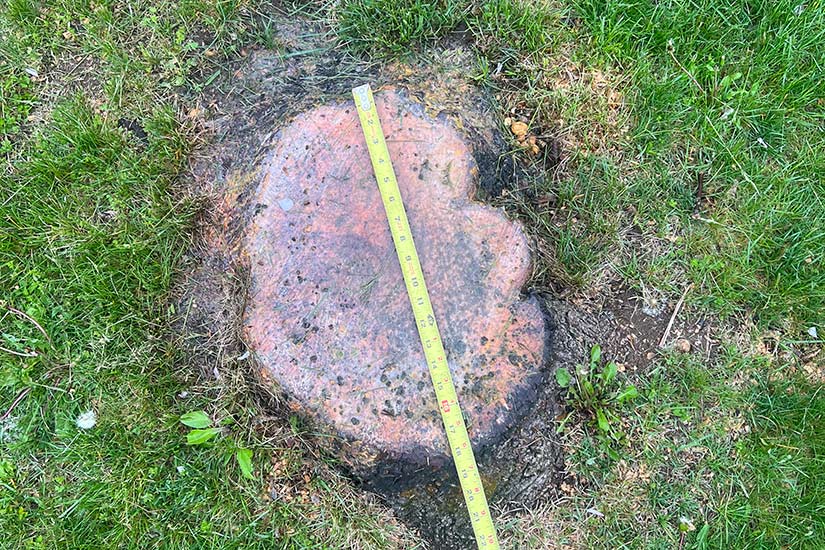 Stump Grinding Costs in New Jersey