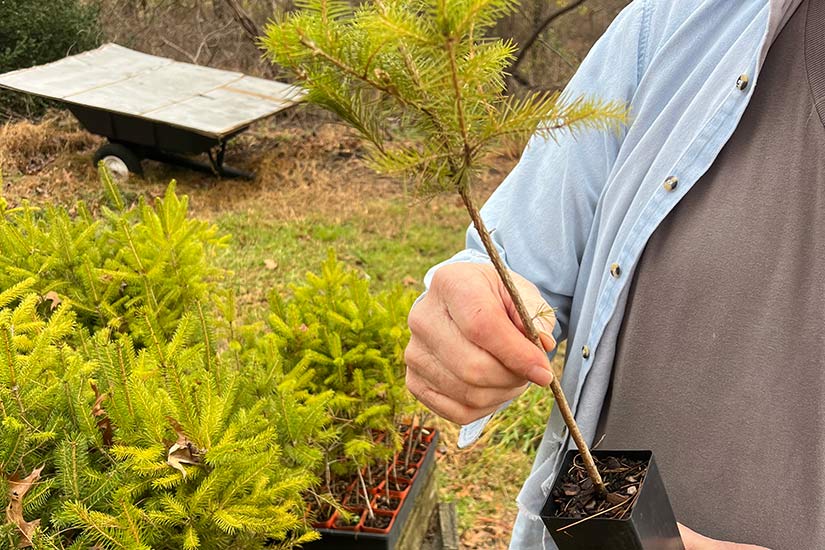 Tree Planting Service Far Hills