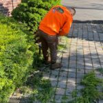 Tree Trimming Cost in New Jersey