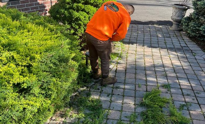 Tree Trimming Cost in New Jersey