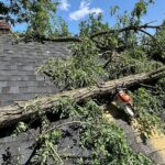 Emergency Tree Arborist NJ