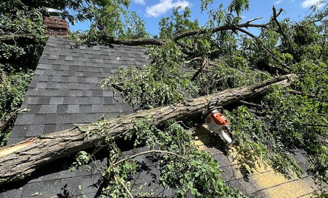 Emergency Tree Arborist NJ