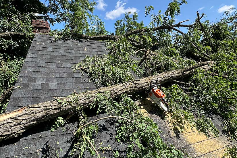 Emergency Tree Arborist NJ