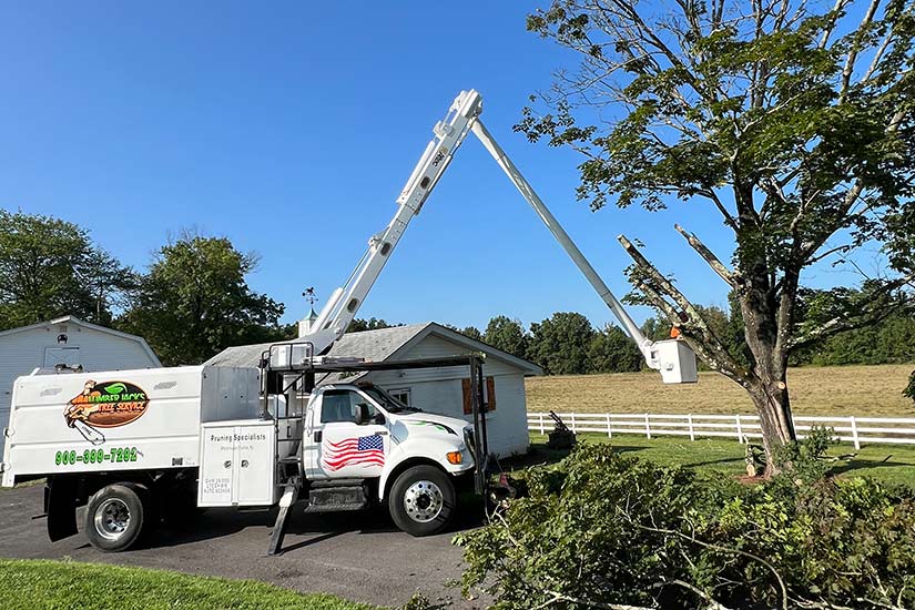 How to Choose a Certified Arborist