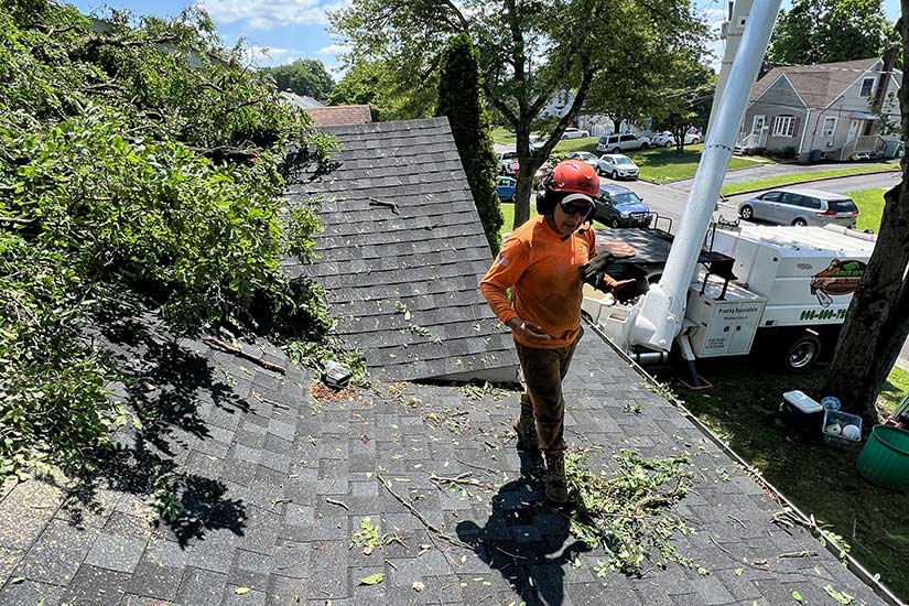How to Choose a Certified Arborist