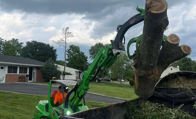 Large Tree Removal Specialists in NJ