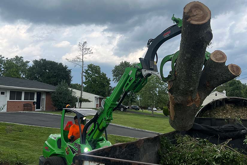 Large Tree Removal Specialists in NJ