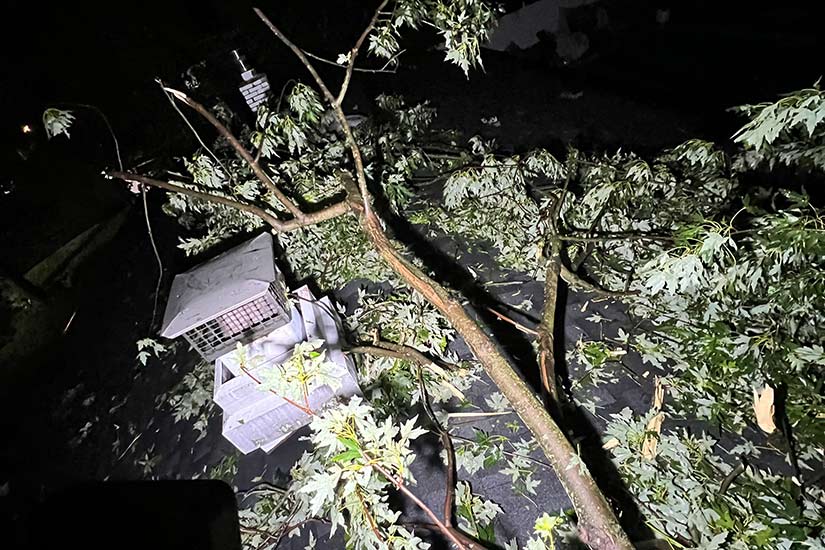 Large Tree Removal Specialists in NJ