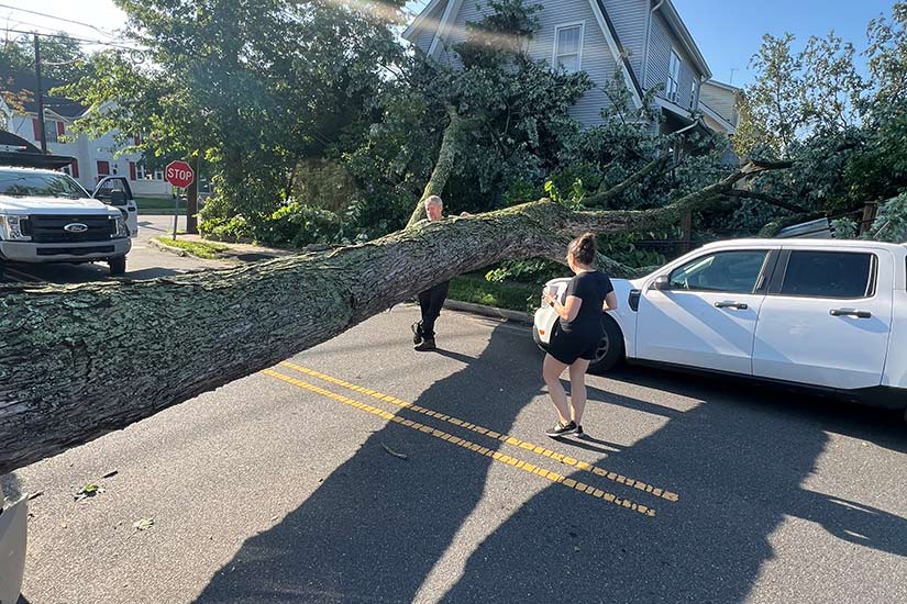 Large Tree Removal Specialists in NJ