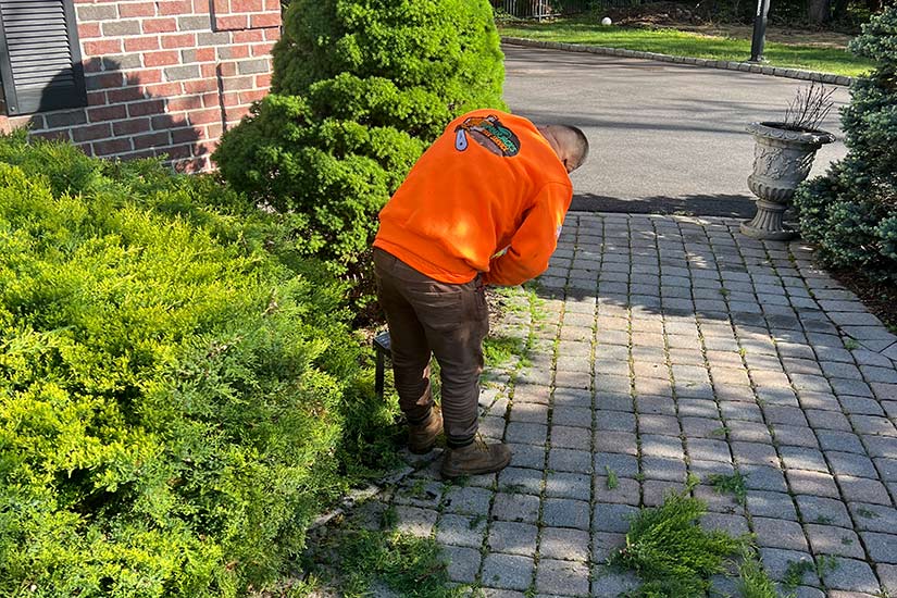 Tips for Preventing Tree Damage in NJ