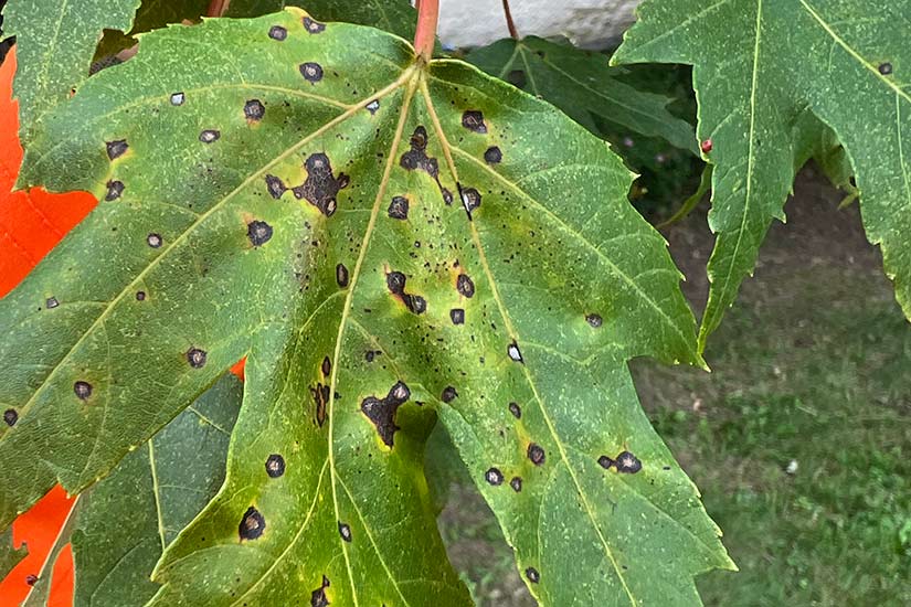 Tree Treatment for Pests and Disease