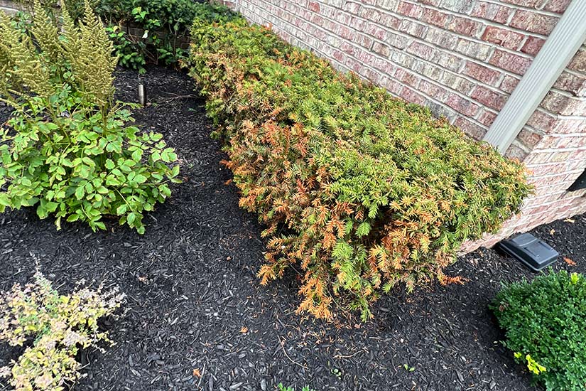 Tree Treatment for Pests and Disease
