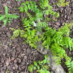 Tree Treatment for Pests and Disease