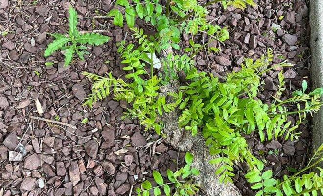 Tree Treatment for Pests and Disease