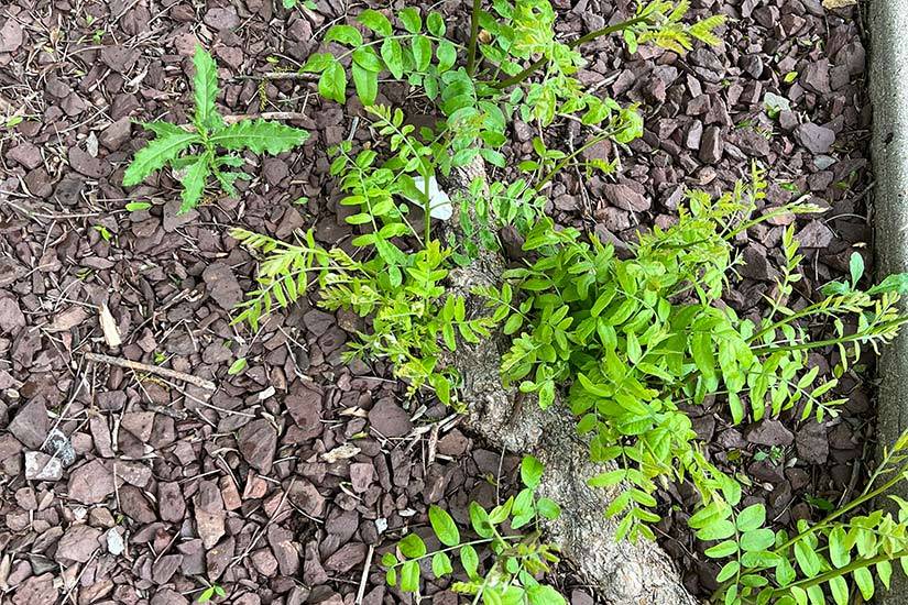 Tree Treatment for Pests and Disease