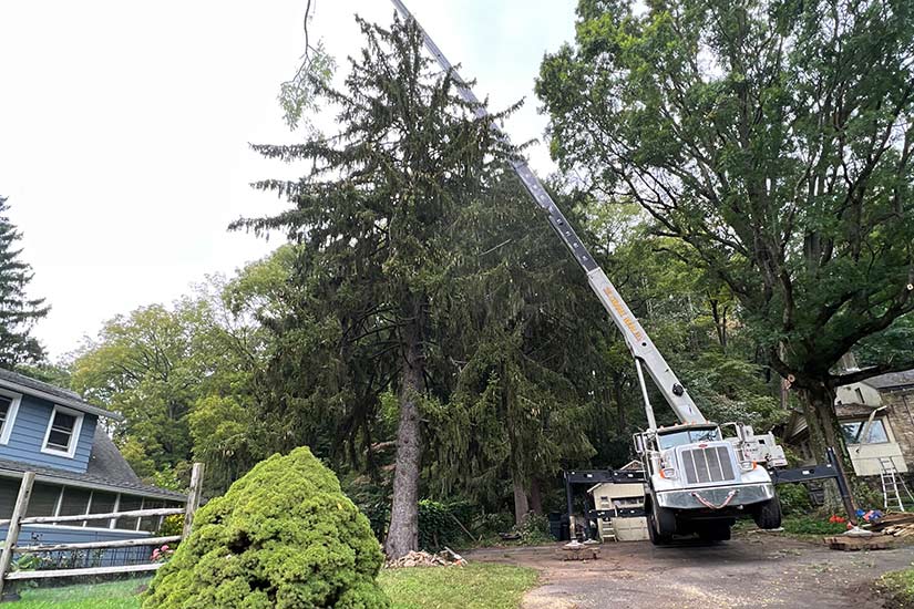 tree services new jersey