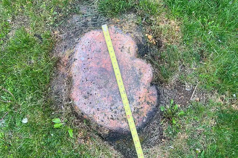 Stump Grinding Service Hampton