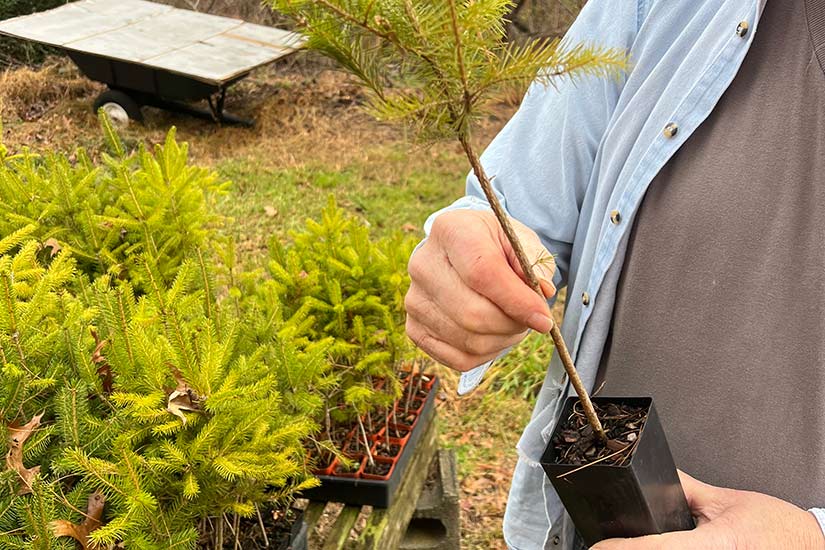 Tree planting Flemington