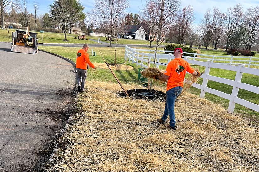 Tree planting Flemington