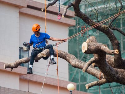 Professional new jersey tree service